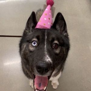 Meet your Posher, Summer